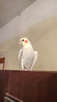 Cute yellow and white cockatiel parrot with orange cheeks sitting on a wooden surface indoors