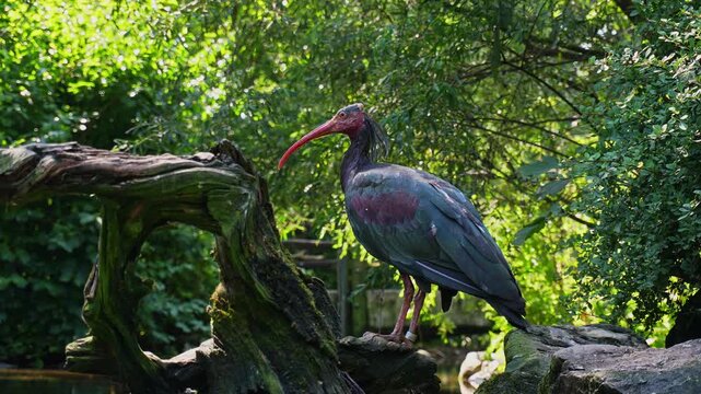 The northern bald ibis, hermit ibis, or waldrapp lat.Geronticus eremita is a migratory bird found in barren, semi-desert or rocky habitats, often close to running water.