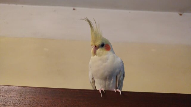 Cute yellow and white cockatiel parrot with orange cheeks sitting on a wooden surface indoors