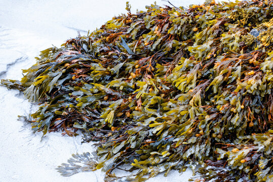 Colorful seaweed
