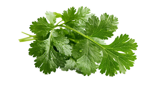 Fresh green cilantro leaves with water droplets on stems