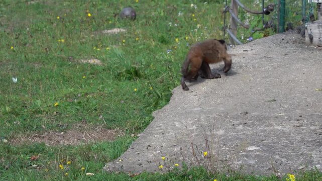 The capuchin monkey is going home to its cage.