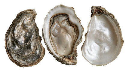 Three raw oyster shells with rough brown exterior and smooth iridescent interior © Matthias