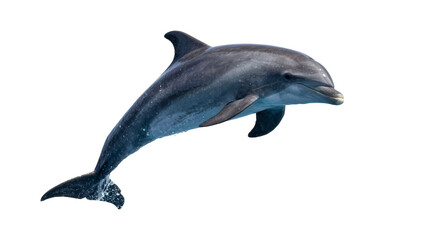 Gray dolphin leaping from water, isolated on transparent background © iPNG