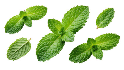Fresh green mint leaves with detailed texture, isolated on transparent background © iPNG