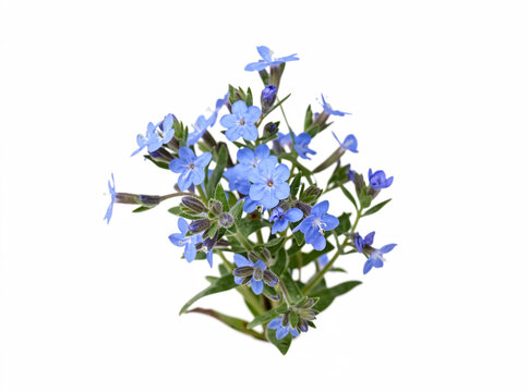 Bunch of blue wildflowers in bloom, likely bluebells, captured in natural light, symbolizing the beauty of nature.