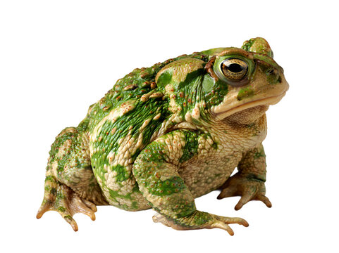 Green toad with mottled skin sits isolated on transparent background