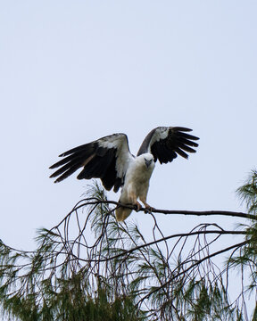 White-bellied sea eagle, Icthyophaga leucogaster, in New Hanover, Papua New Guinea, taking flight