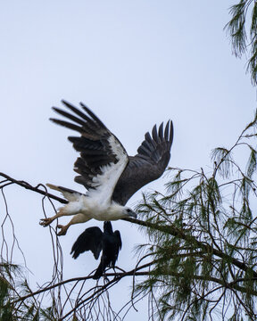 White-bellied sea eagle, Icthyophaga leucogaster, being harassed by Bismarck Crow, Corvus insularis, in New Hanover, Papua New Guinea