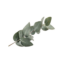 Fresh eucalyptus branch png leaf sprig png organic foliage stem png dried botanical branch png sage gum leaf png isolated on transparent background for wedding invitation design © InspireImagery 