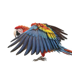Vibrant scarlet macaw png parrot png Majestic exotic bird png tropical bird png isolated on a transparent background for nature education and wildlife design © InspireImagery 