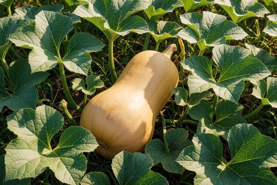 Large ripe butternut squash grows on green vine in organic farm field. Fresh seasonal gourd sits among big leaves during harvest season. Healthy vegetable crop matures under sunlight in agriculture