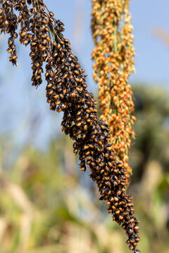 Close up of ripe sorghum grain clusters, Kabye mount, Togo