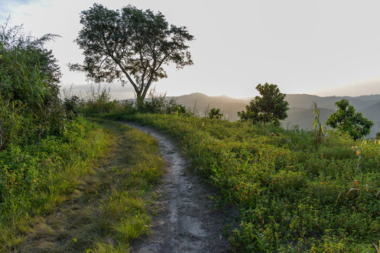 Dirt path on a hillside with a lone tree, Kpalime, Togo