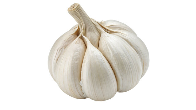 Single whole fresh raw white garlic bulb isolated on transparent background