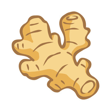 Handdrawn Illustration of Fresh Ginger Root
