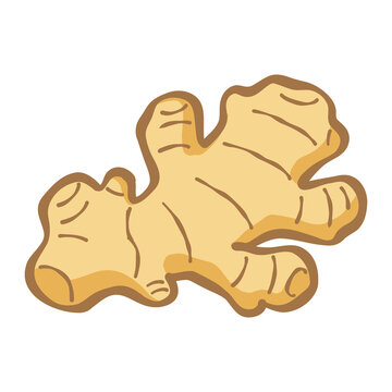 Handdrawn Illustration of Fresh Ginger Root