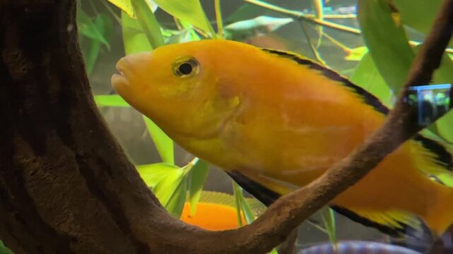 Electric yellow cichlid Labidochromis caeruleus swims among aquarium plants. Lake Malawi African fish for biology, zoology, animal life observation, science education, learning and research studies..