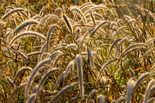 Close-up of backlit grass seed heads, Kpalime, Togo
