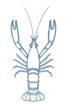Hand drawn lobster vector illustration