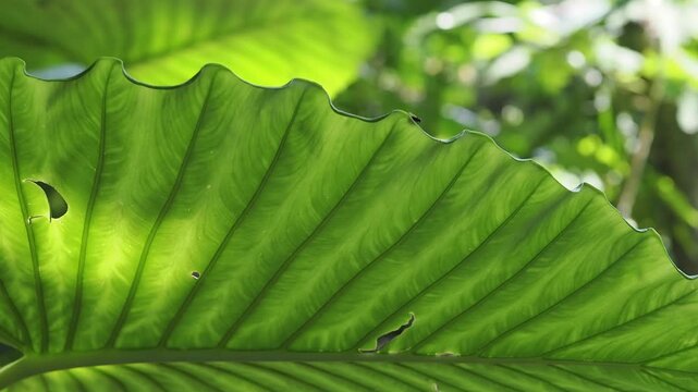 Alocasia large green leaves also known as elephant ears 