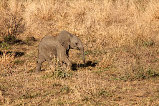 Junger Elefant geht durch trockenes Gras der Serengeti
