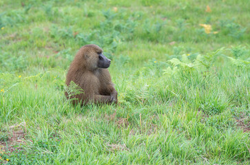MONOS SALVAJES © daniel