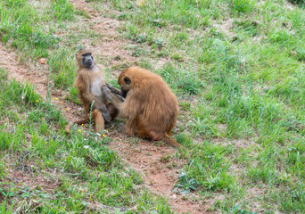 MONOS SALVAJES © daniel