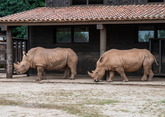 RINOCERONTES EN ZOO CABARCENO © daniel