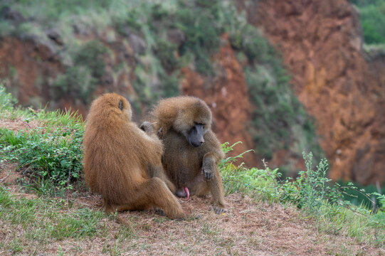 MONOS SALVAJES