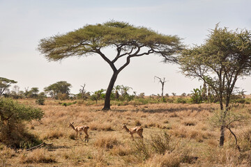 Zwei Impalas im trockenen Gras unter einem schirmförmigen Savannenbaum in der Serengeti © Jane Be. The Picture