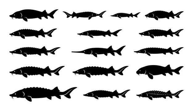 Sturgeon fish species vector icons with beluga sturgeon, white sturgeon and sterlet for infographic design in solid style