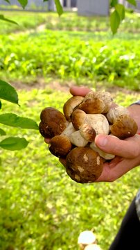 Wild mushrooms in a hand. Selective focus.