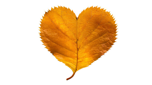 Golden yellow heart shaped autumn leaf with serrated edges