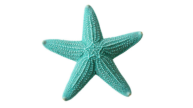 Turquoise blue starfish with textured bumpy surface and five pointed arms