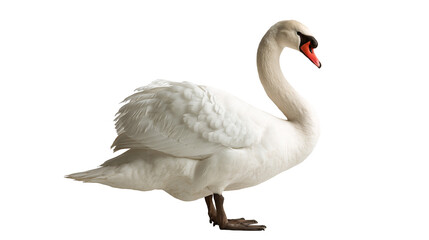 Graceful white mute swan standing with orange beak and detailed plumage © Liselotte