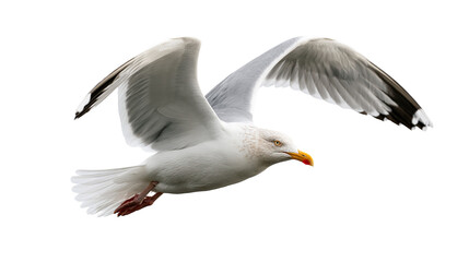 Obraz premium Flying European herring gull with white and grey feathers and yellow beak