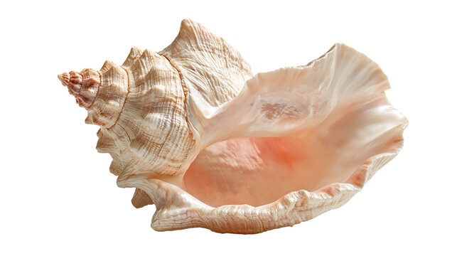 Large spiral conch shell with textured beige and pink surface