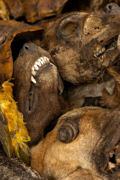 Dried animal skull with yellow feathers, Lome, Togo