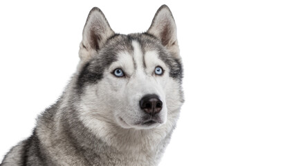 Siberian Husky dog with striking blue eyes, isolated on transparent background © Dan