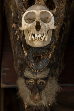 Monkey skull above a dried crocodile jaw, Lome, Togo
