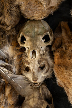 Small skull resting on an animal pelt, Lome, Togo