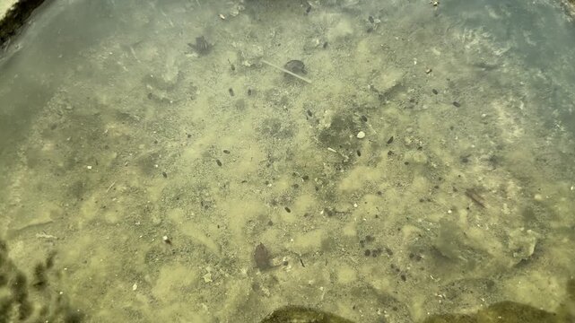 Macro closeup showing tiny mosquito larvae and organic particles suspended in stagnant rainwater during a wet season