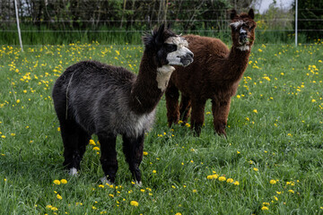 alpaka tier natur lama © fotorena.de