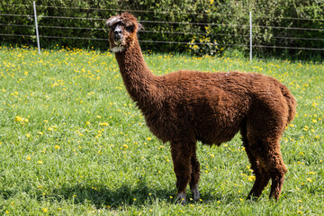 alpaka tier natur lama © fotorena.de