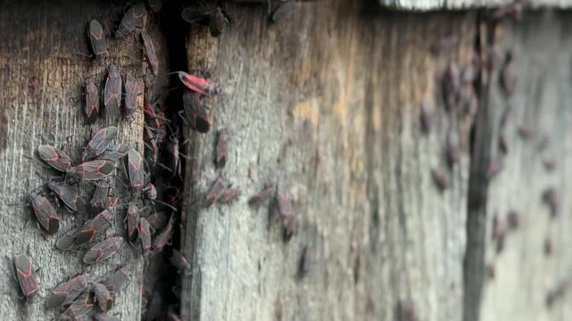 Handheld shot of boxelder bugs clustered on a wooden surface at Monte Creek, preparing to migrate, with natural lighting and sharp focus on the insects against a blurred background, emphasizing the...