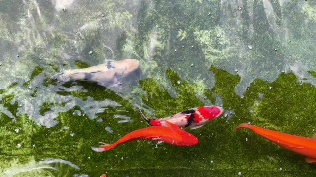 Vibrant koi fish swimming in a pond in Sao Paulo Brazil with clear water and green algae