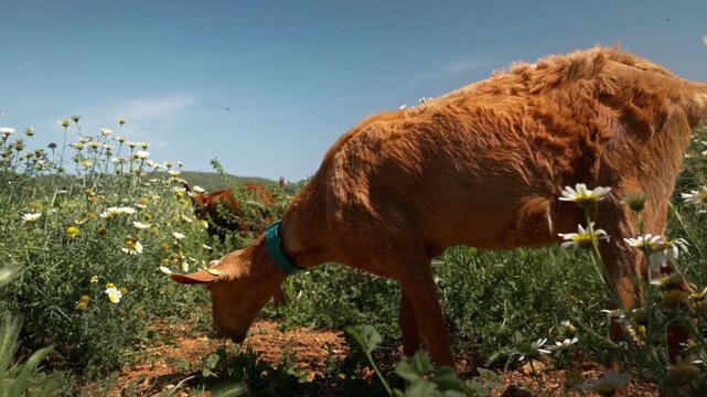 A curious brown goat grazes among white wildflowers on a sunny Ibiza farm