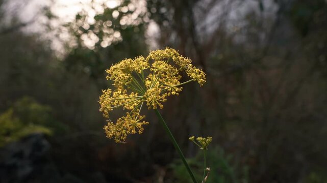 Wild fennel blossoms glow golden in Ibiza as the camera circles gently