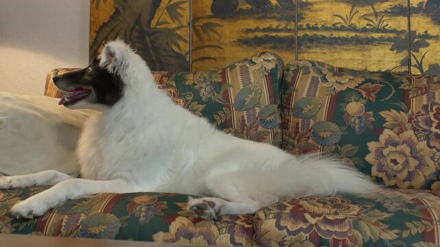 A happy black-and-white dog relaxes on a patterned couch, panting and looking around comfortably inside a warm, cozy home.